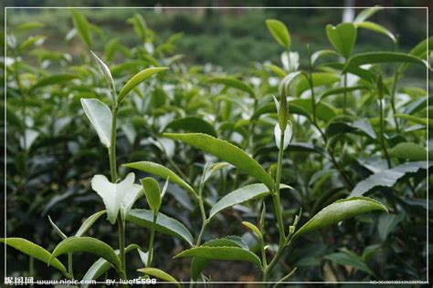 梅占——茶叶品种 乌龙茶、武夷岩茶、武夷山茶叶