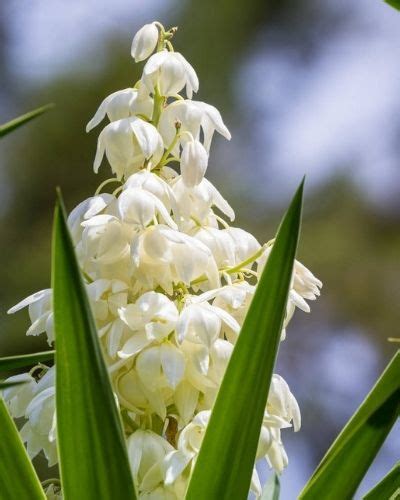 Flor De Izote De Guatemala Aprende