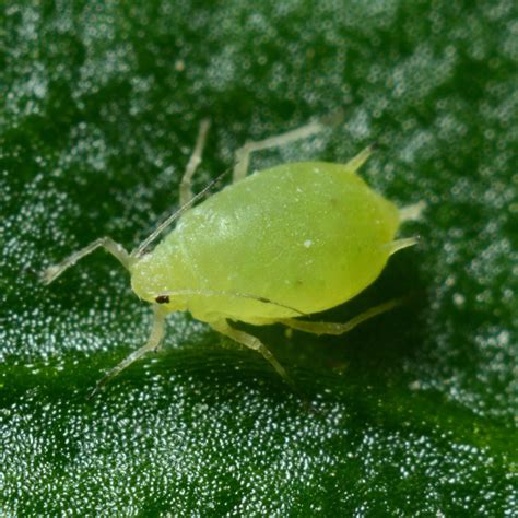 Aphids Control and Treatment - Indoor Plant Addicts