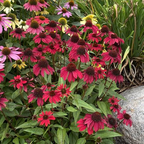 Echinacea Sombrero Salsa Red Buy Perennials Online