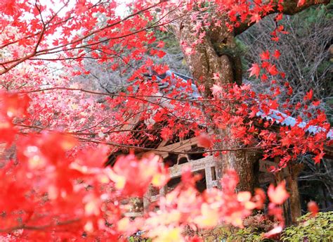 光前寺紅葉、苔の世界