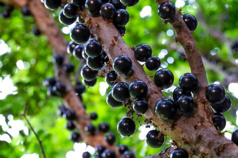 Aprenda a plantar jabuticaba de um jeito SIMPLES e PRÁTICO