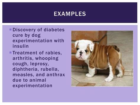 PPT - Animal Experimentation PowerPoint Presentation, free download - ID:2240862