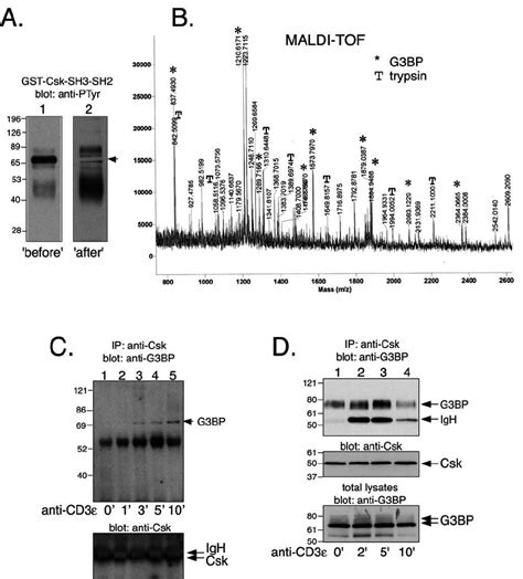 Identification Of The 72 KDa Csk Associated Phosphoprotein As G3BP A