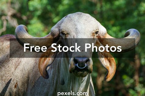 Gyr Cattle Photos, Download The BEST Free Gyr Cattle Stock Photos & HD ...