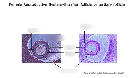 Female Reproductive System Graafian Follicle Or Tertiary Follicle