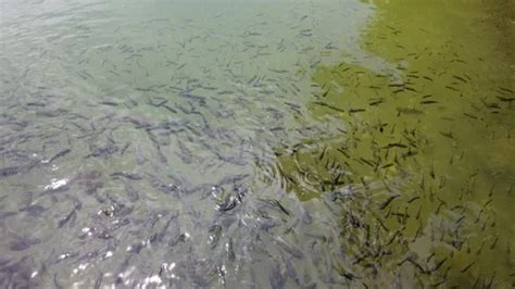 Fish coming to the surface to eat food i... | Stock Video | Pond5