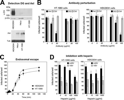 Kinetics Of Axl Mediated Viral Endosomal Escape A Detection Of