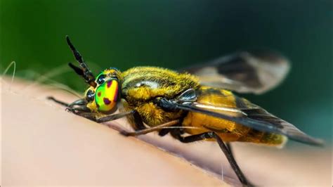 Why Do Horse Flies Bite What To Do About It Youtube