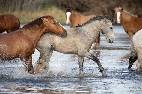 Wild Mustangs - The Tucson Gallery