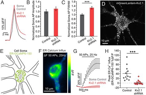 Activity Dependent Endoplasmic Reticulum Ca2 Uptake Depends On Kv2 1