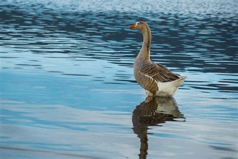 Image Libre Oie Sauvagine Oiseaux Aquatique Panache Oiseau Nature