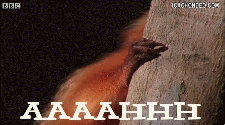 Screaming Squirrel Meme