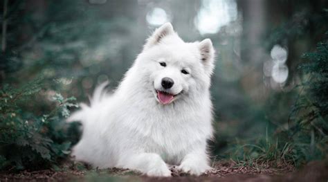 Samojed Cena I Temperament Najveselijeg Psa Na Svetu Portal Rase Pasa