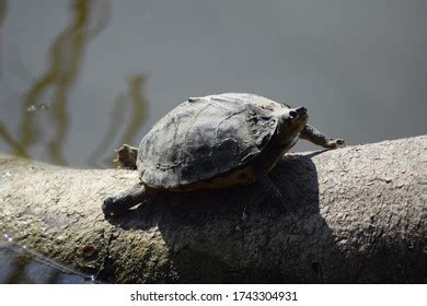 183 Broken Turtle Shell Images, Stock Photos & Vectors | Shutterstock