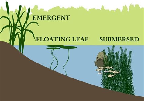 5 Examples Of Aquatic Plants