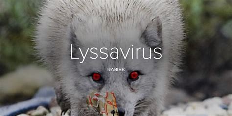 Lyssavirus