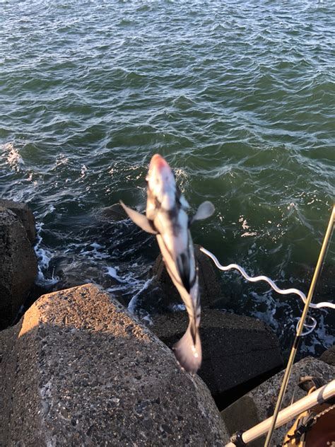 アンパンの休日さんの2023年10月29日 日 の釣行 兵庫県 高砂港 アングラーズ 釣果600万件の魚釣り情報サイト