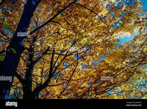 Fall colors in full show, ON, Canada Stock Photo - Alamy