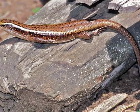 Madagascar girdled lizard - Facts, Diet, Habitat & Pictures on Animalia.bio