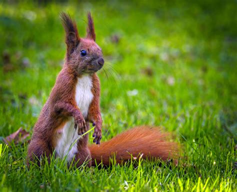 Red Squirrel Red Squirrel Sciurus Vulgaris Female Standi Flickr