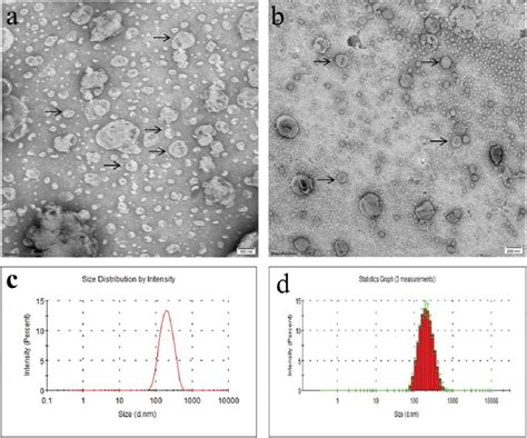 The Tem Images And Size Distribution Of C3 G Liposomes A The Tem Download Scientific Diagram