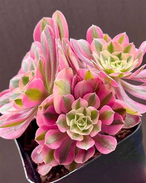 Buy Succulents Online Types Of Succulents Plants Rare Succulents