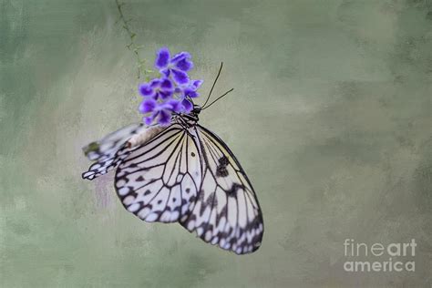 Butterfly's Hug Photograph by Eva Lechner - Pixels