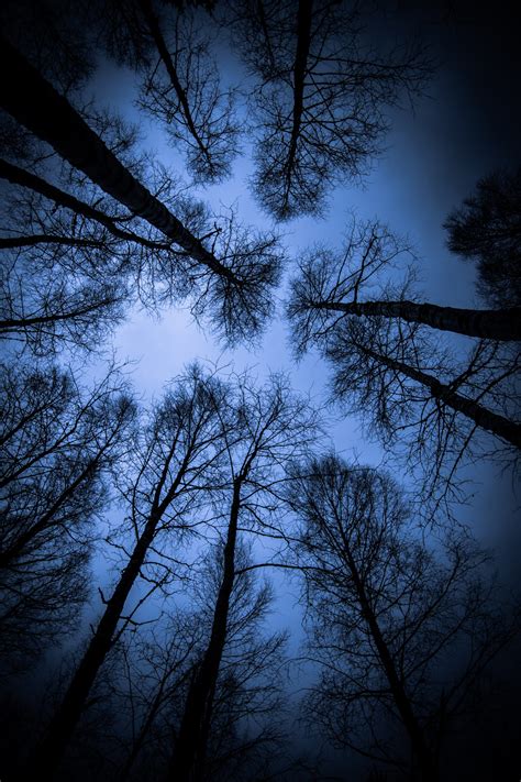 Kostenlose Foto Baum Natur Wald Ast Winter Licht Wolke Himmel