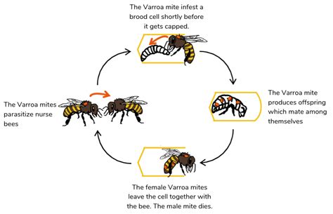 Wie die Varroamilbe den Bienen schadet | Vatorex