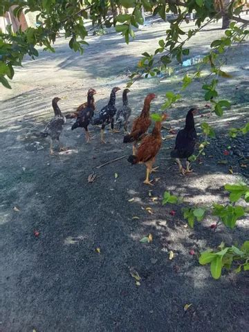 Vendo Frangos Caipiras Animais Em Teresina Farmby