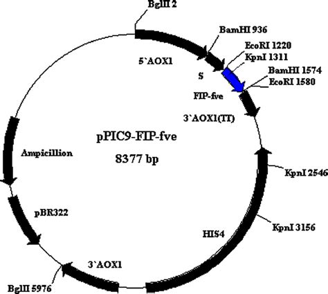 Plasmid Map Of The Recombinant Vector Ppic Fip Fve The Fip Fve Gene