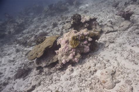 Coral Reef Monitoring – Chagos Archipelago - Tritonia