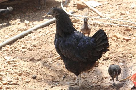 Kadaknath Chicken Benefits