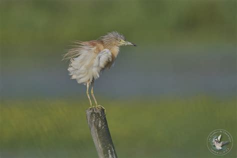 Le Crabier Chevelu Les Oiseaux De Camargue