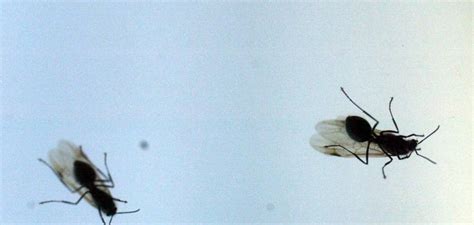 Por Qu Aparecen Las Hormigas Voladoras En Las Calles Tras La Lluvia