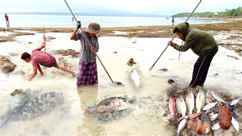 SERUH ABIS Kejar Kejaran Nombak Ikan Di Saat Air Laut Surut YouTube