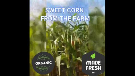 Organic Sweet Corn Farm In Luzon Youtube