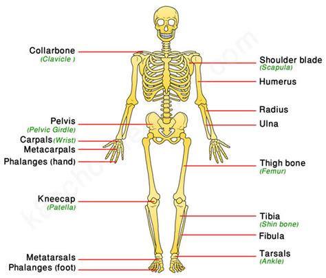 The Appendicular Skeleton Diagram Quizlet