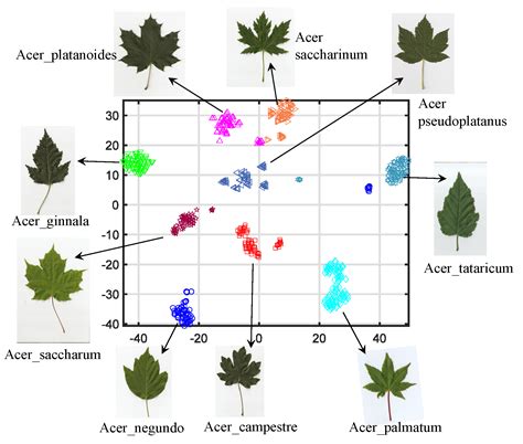 Applied Sciences Free Full Text An Effective Plant Recognition