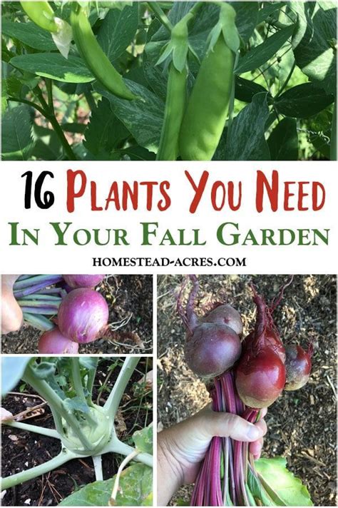 What To Plant In A Fall Garden 16 Easy To Grow Plants Fall Garden