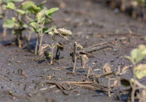 ¿causará La Dana Pérdidas Millonarias En Los Cultivos Del Sureste