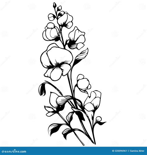 Vector Illustration Of A Beautiful Sweet Pea And Leaves Sweet Pea