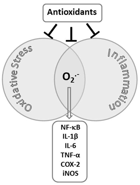 Interactions between oxidative stress and inflammation. | Download Scientific Diagram