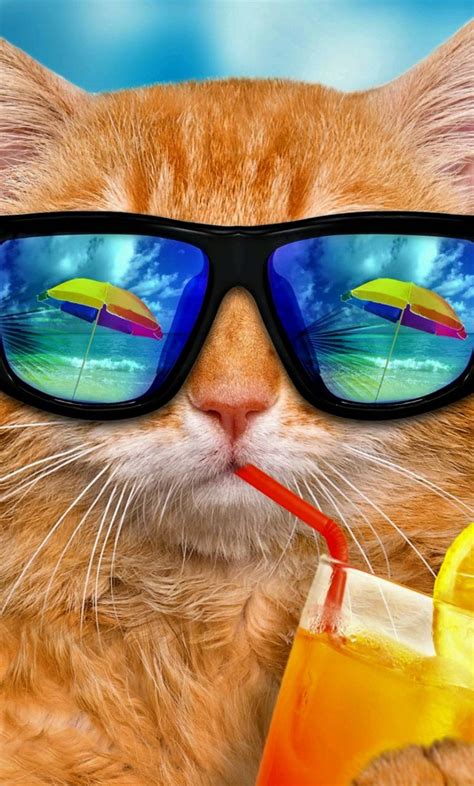 Swag Cat Wallpapers - Top Free Swag Cat Backgrounds - WallpaperAccess