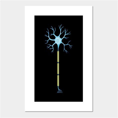 Neuron synapse anatomical structure - Neurology - Posters and Art ...