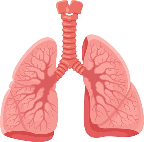 Lungs Png Transparent Images Respiratory System Diagram Lobes Png The