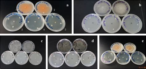 Antifungal Activity Of Thyme Oil Against Isolated Phytopathogens By