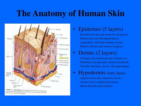 Anatomy Of Skin Ppt