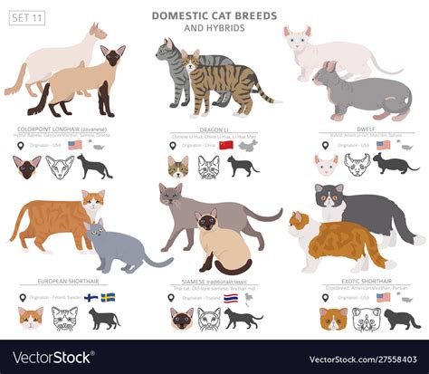 Domestic Cat Breeds Chart Atelier Yuwaciaojp